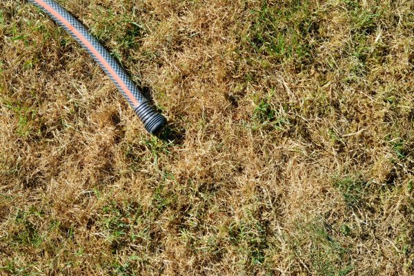 dry grass showing drought stress with hose in lawn
