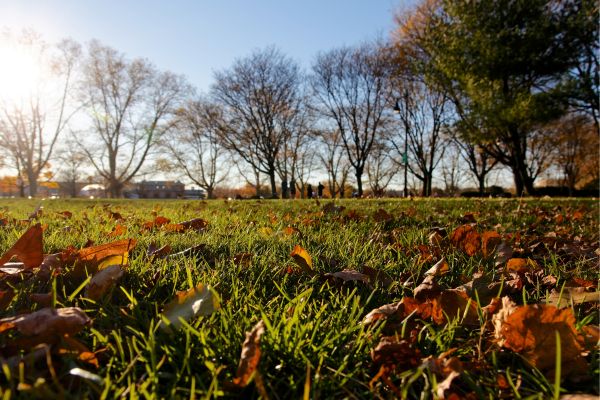 fall lawn grass in Texas, fall lawn care, leaves on lawn