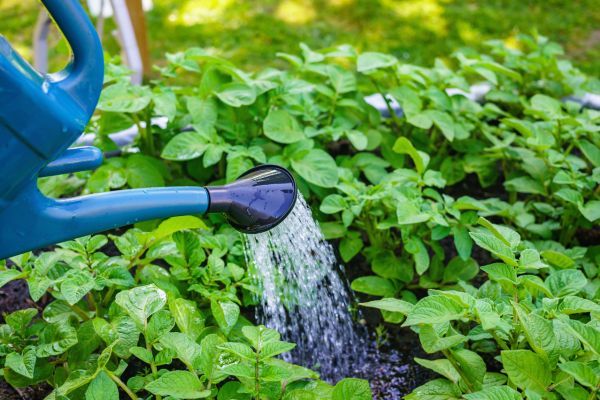 watering landscape plants