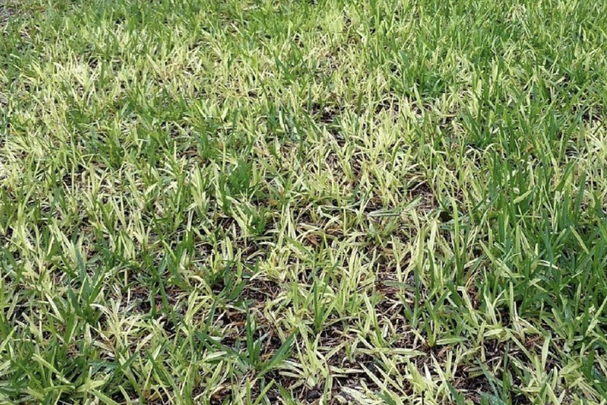 take all root rot, lawn diseases in texas
