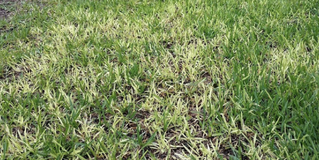 take all root rot, lawn diseases in texas
