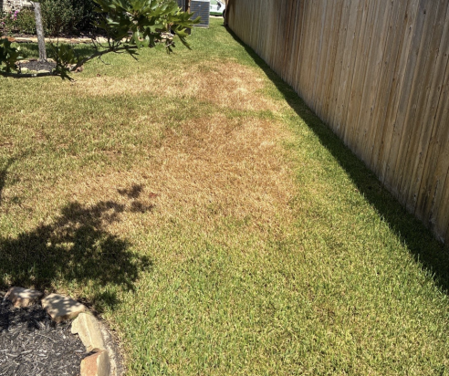 Screenshot 2025-07-31 at 5.37.31 PM heat stress in lawn