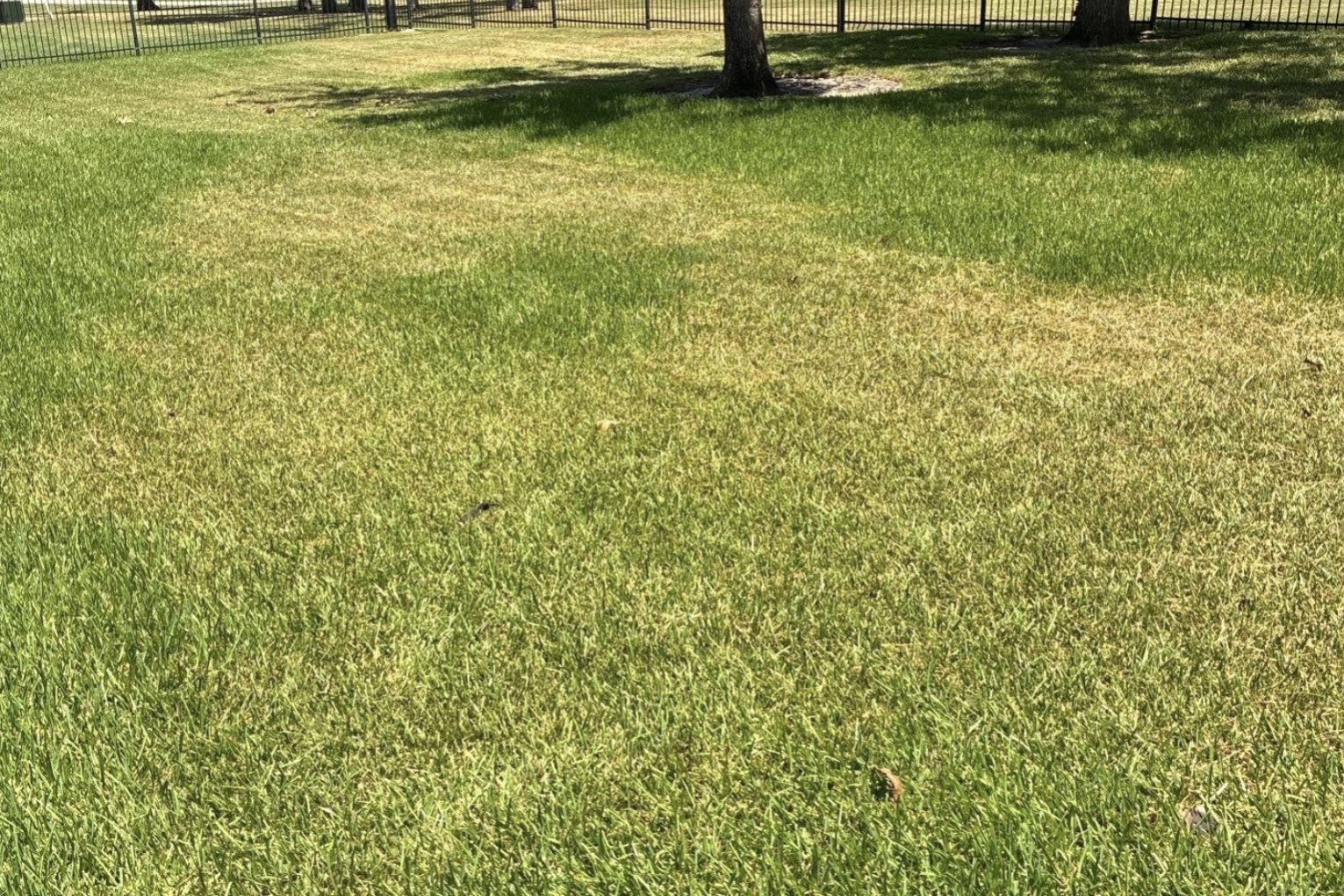 heat stress in texas lawn